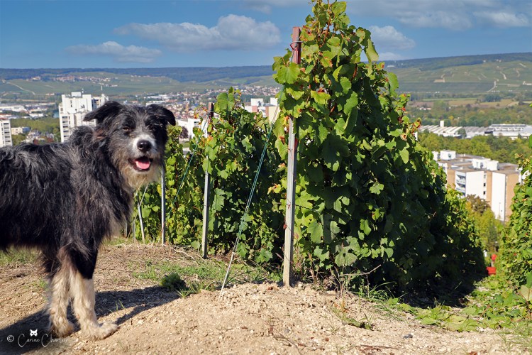 Vendanges - Champagne Lancelot Fils